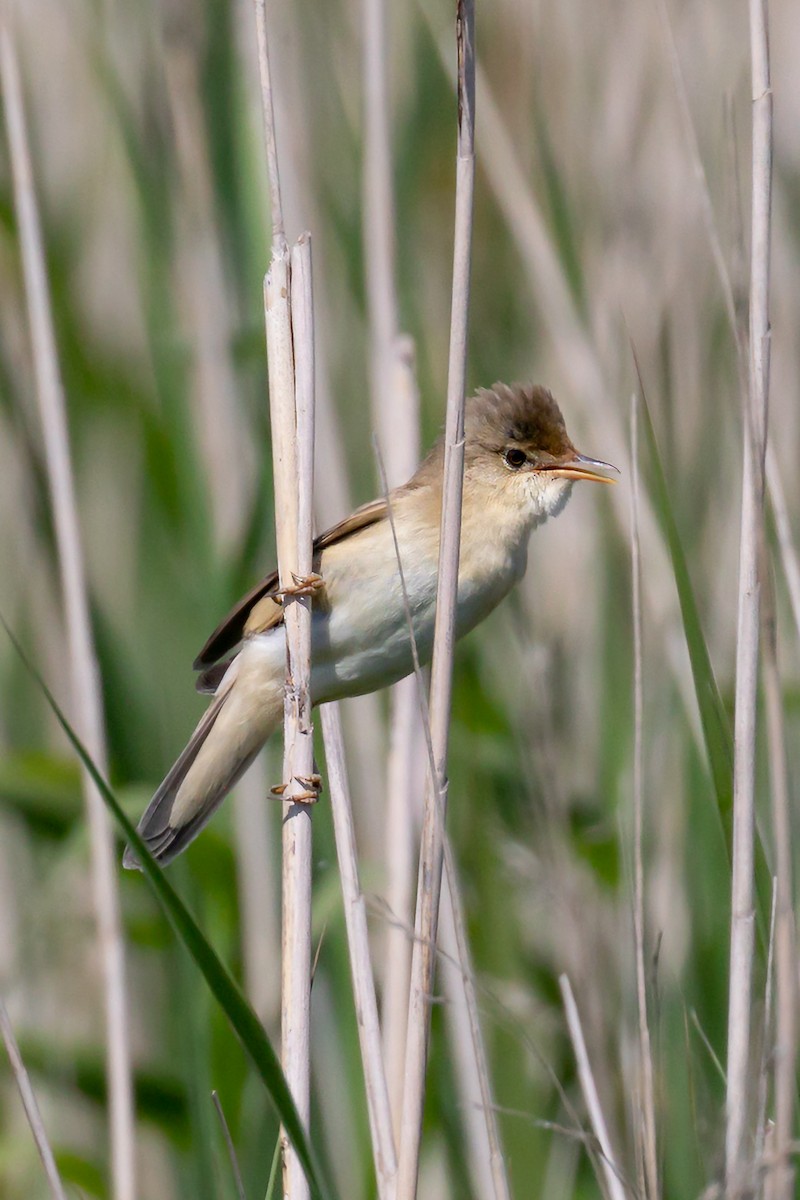 Common Reed Warbler - ML580109971