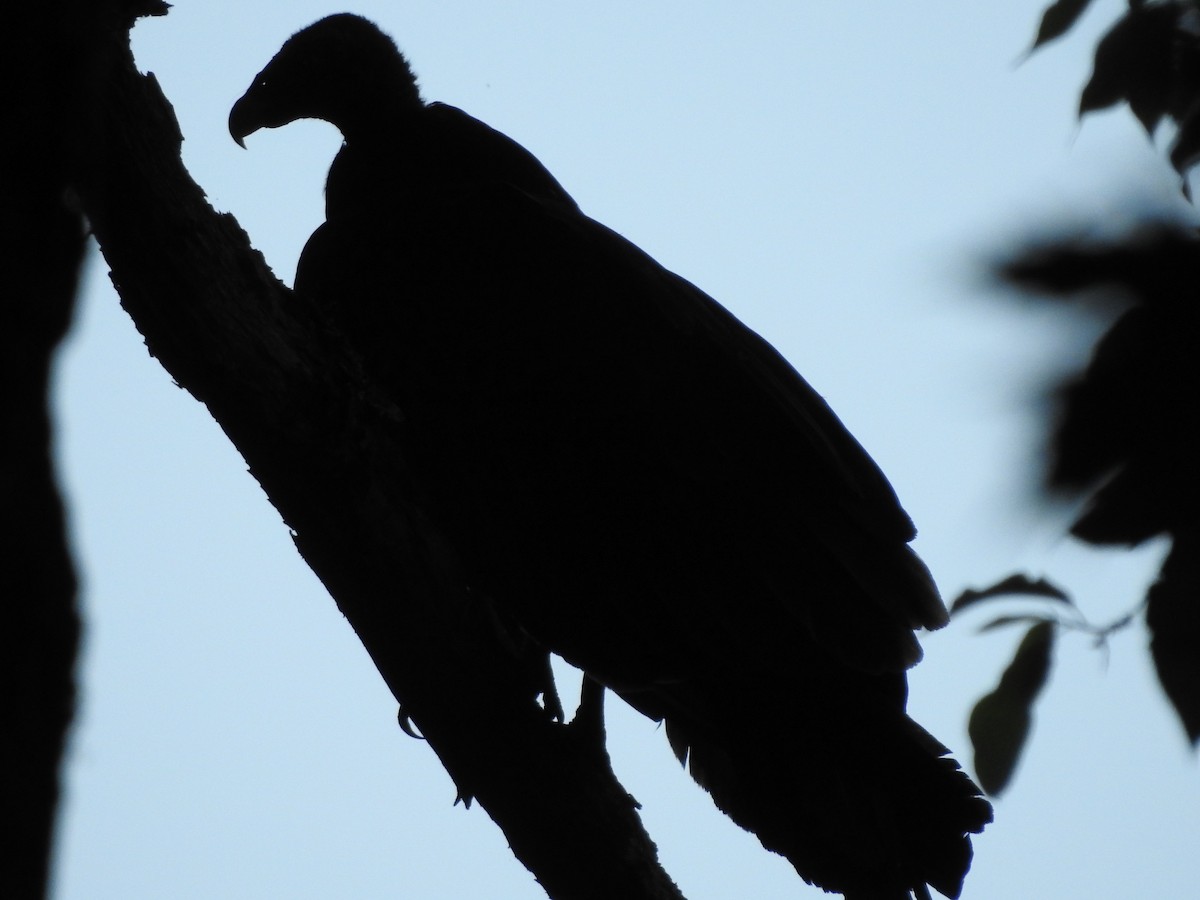 Turkey Vulture - ML580111751
