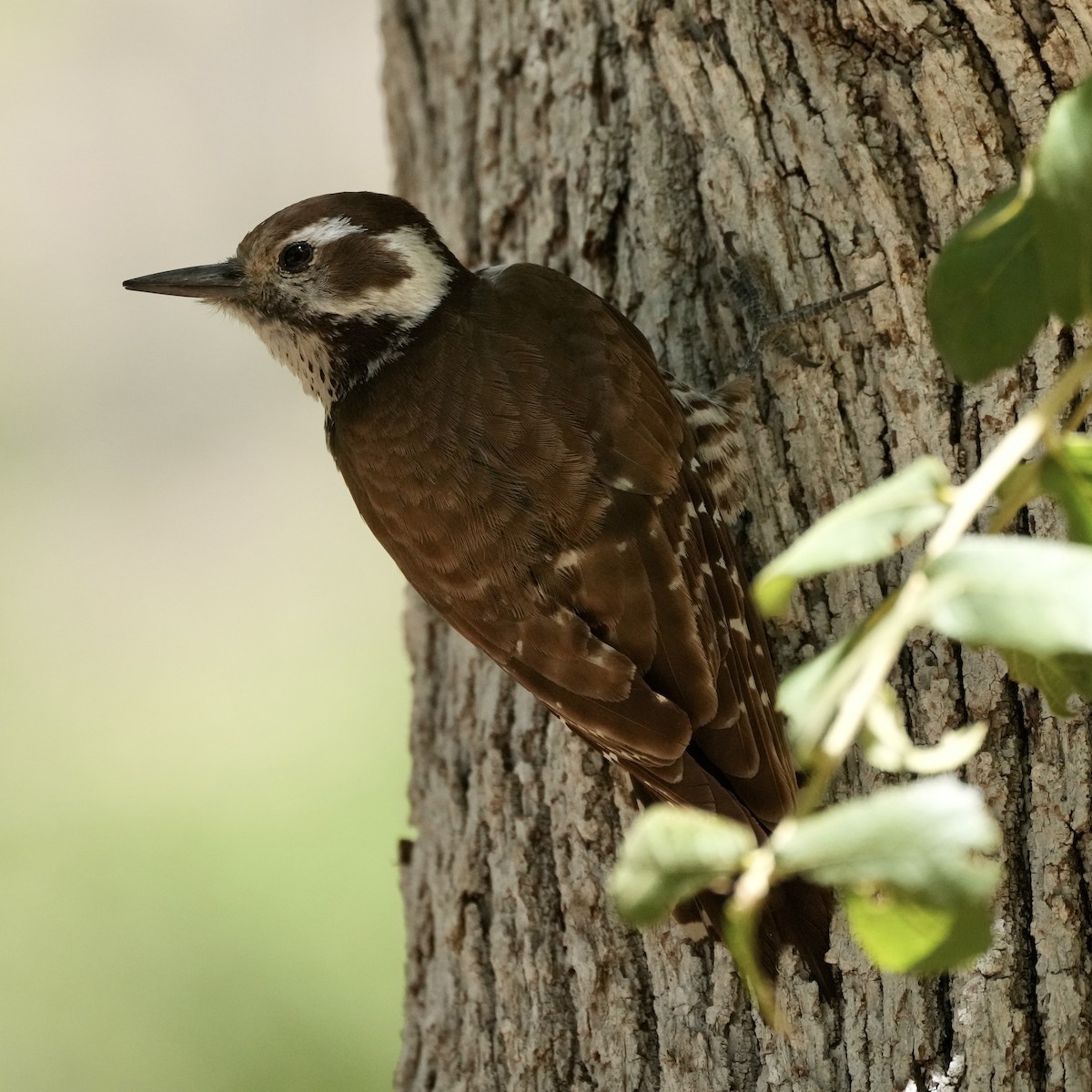 Arizona Woodpecker - ML580112271