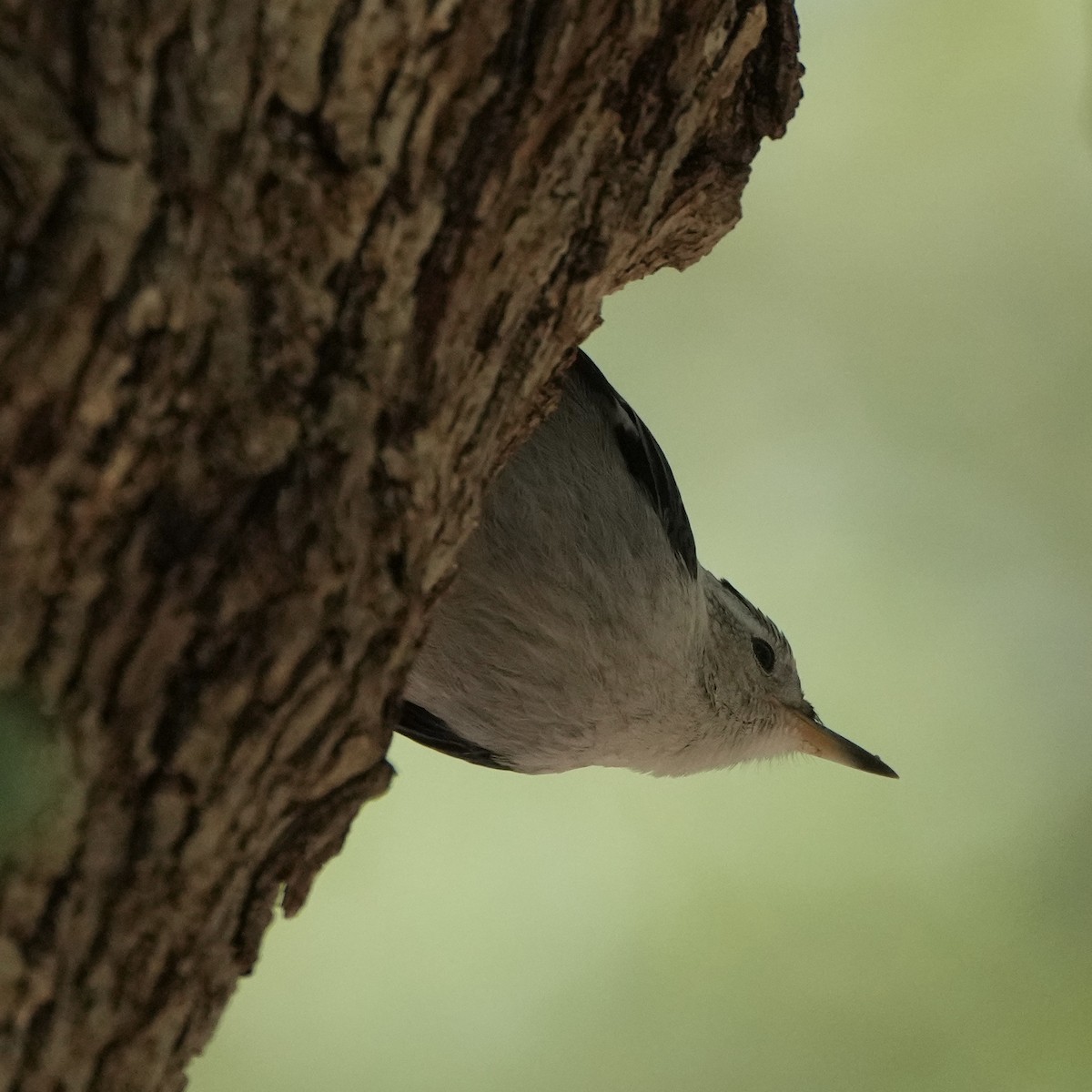 White-breasted Nuthatch - ML580112301