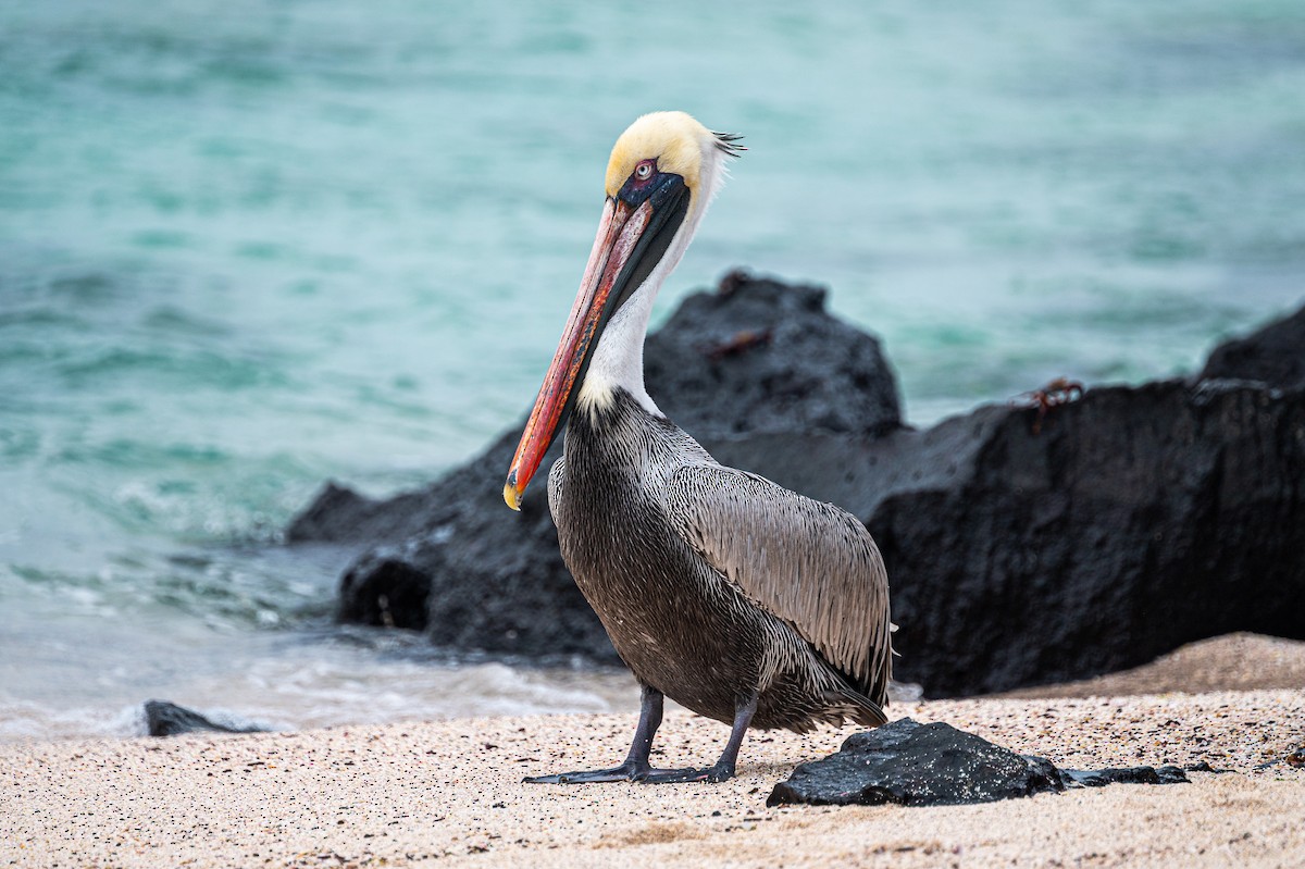 Brown Pelican (Galapagos) - ML580112591