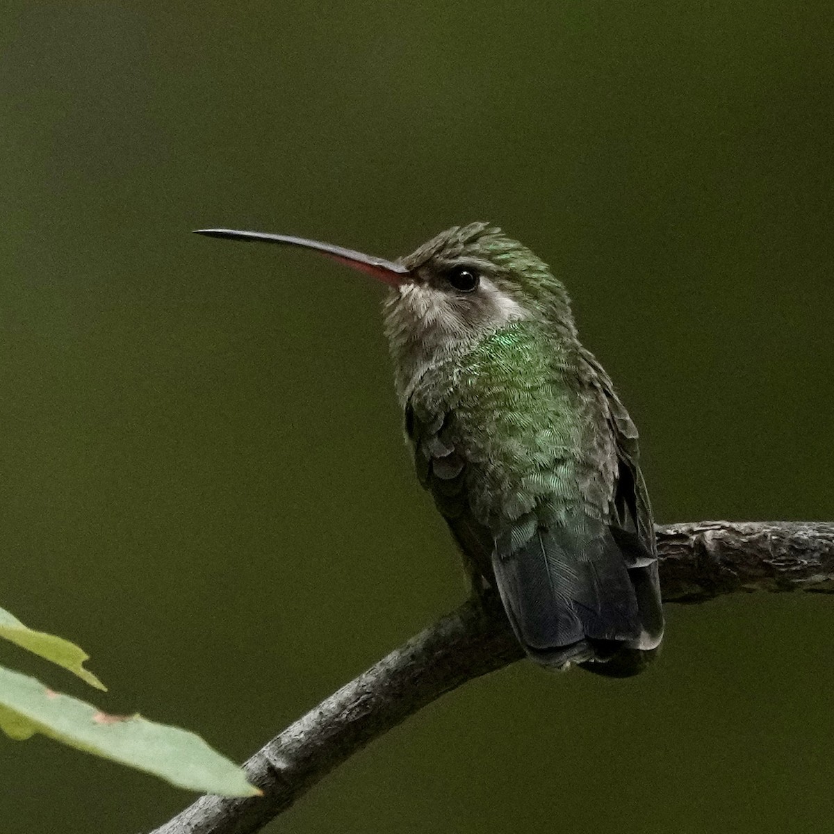 Broad-billed Hummingbird - ML580113411