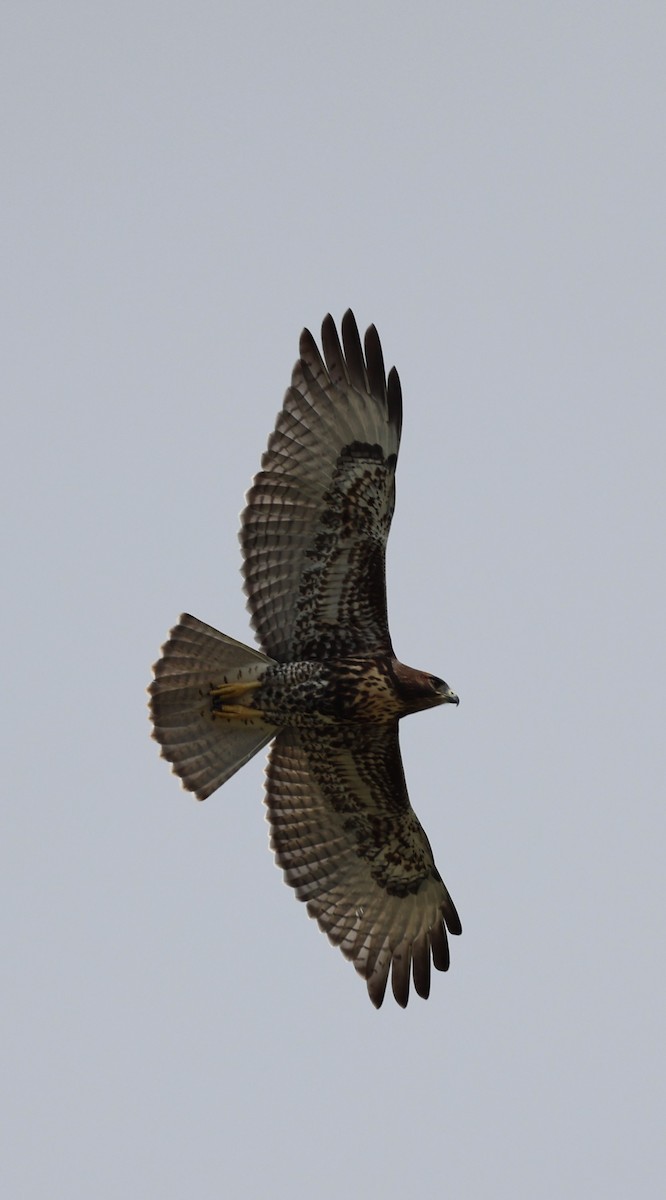 Red-tailed Hawk (umbrinus) - Gregory Hamlin