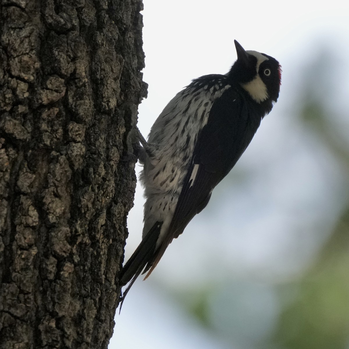 Acorn Woodpecker - ML580115431