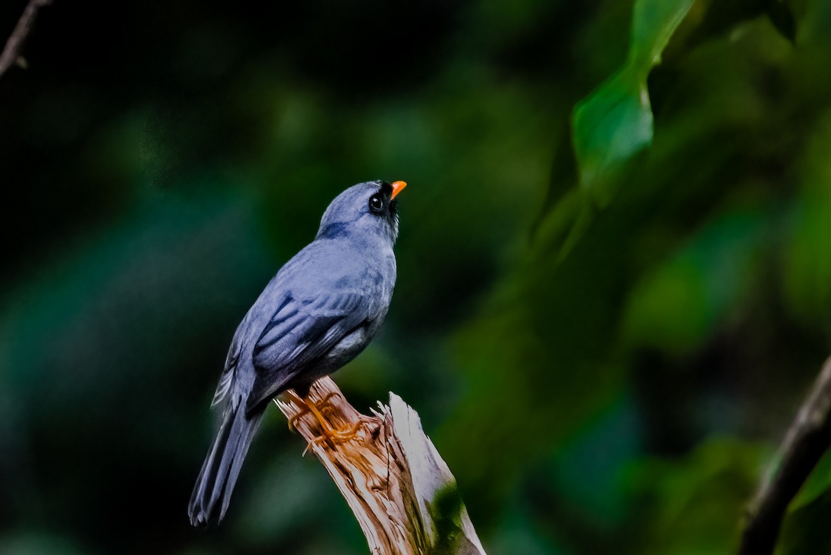 Black-faced Solitaire - ML580118491