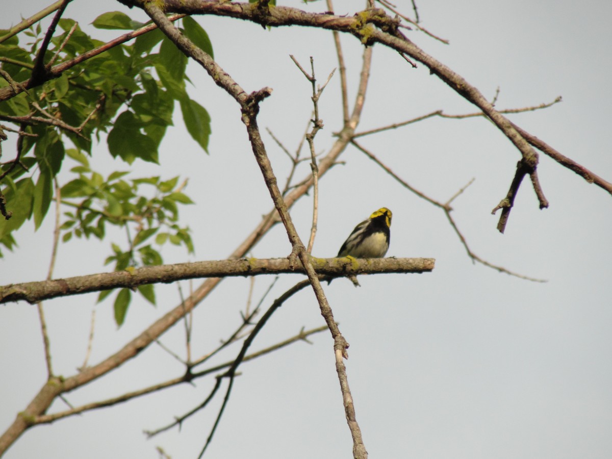 Black-throated Green Warbler - ML58011901