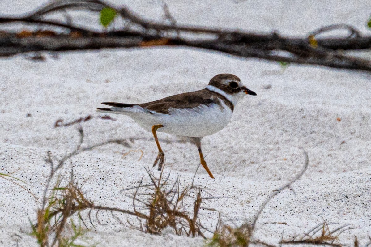 Semipalmated Plover - ML580120411