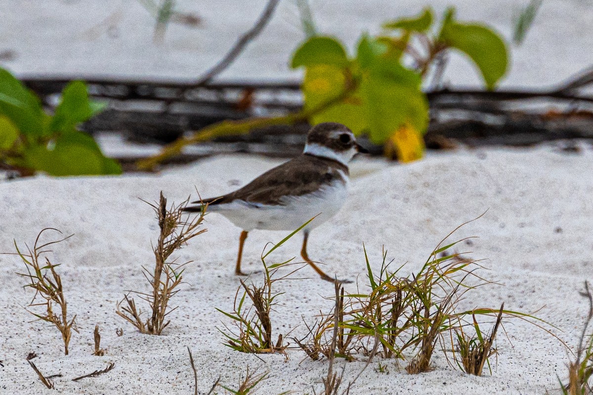 Semipalmated Plover - ML580120421