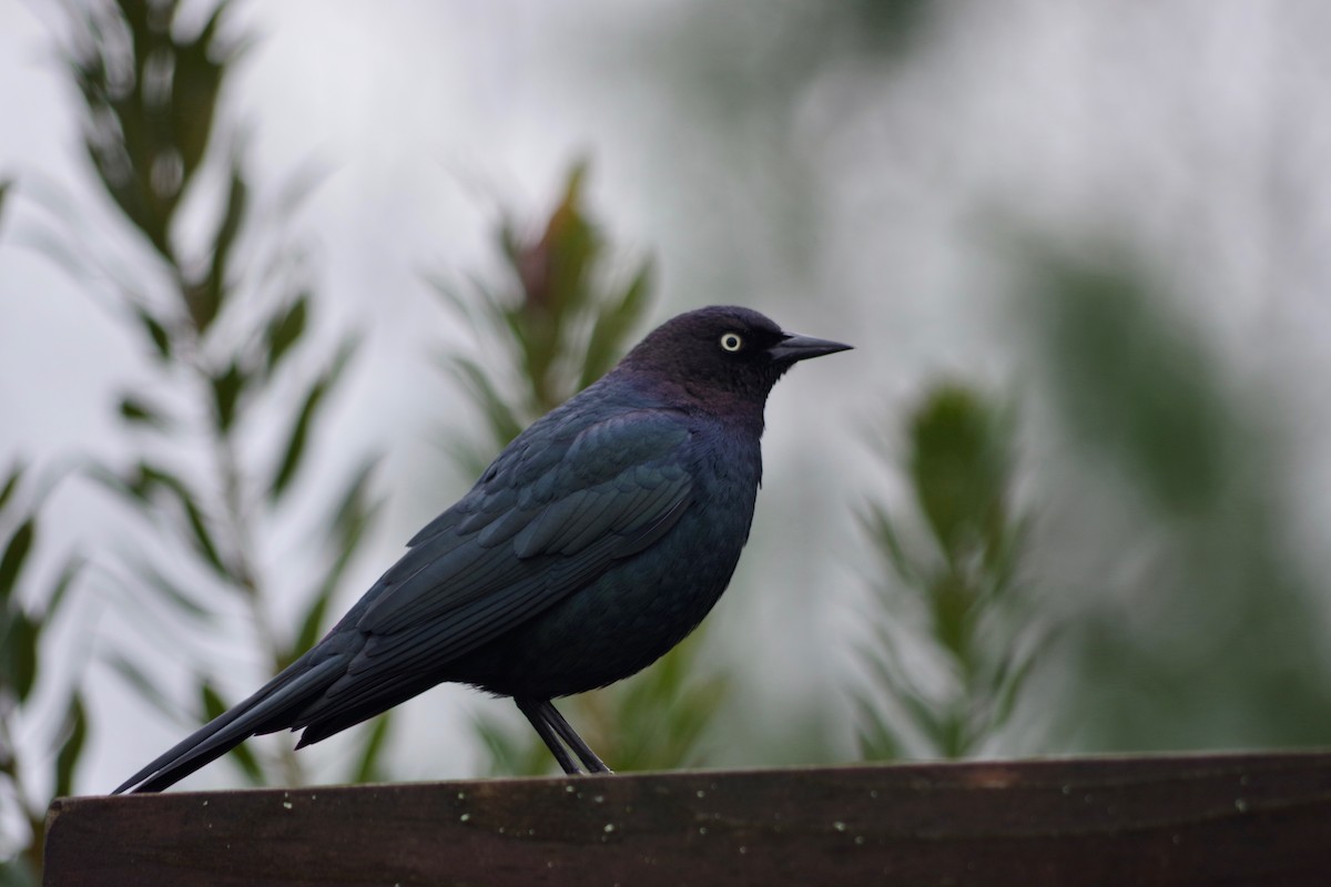 Brewer's Blackbird - ML580121191