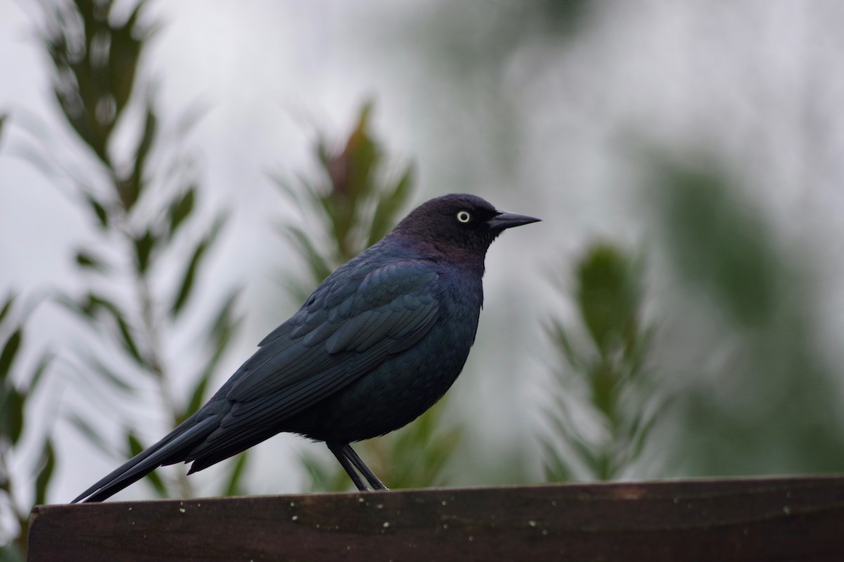 Brewer's Blackbird - Alex Patia