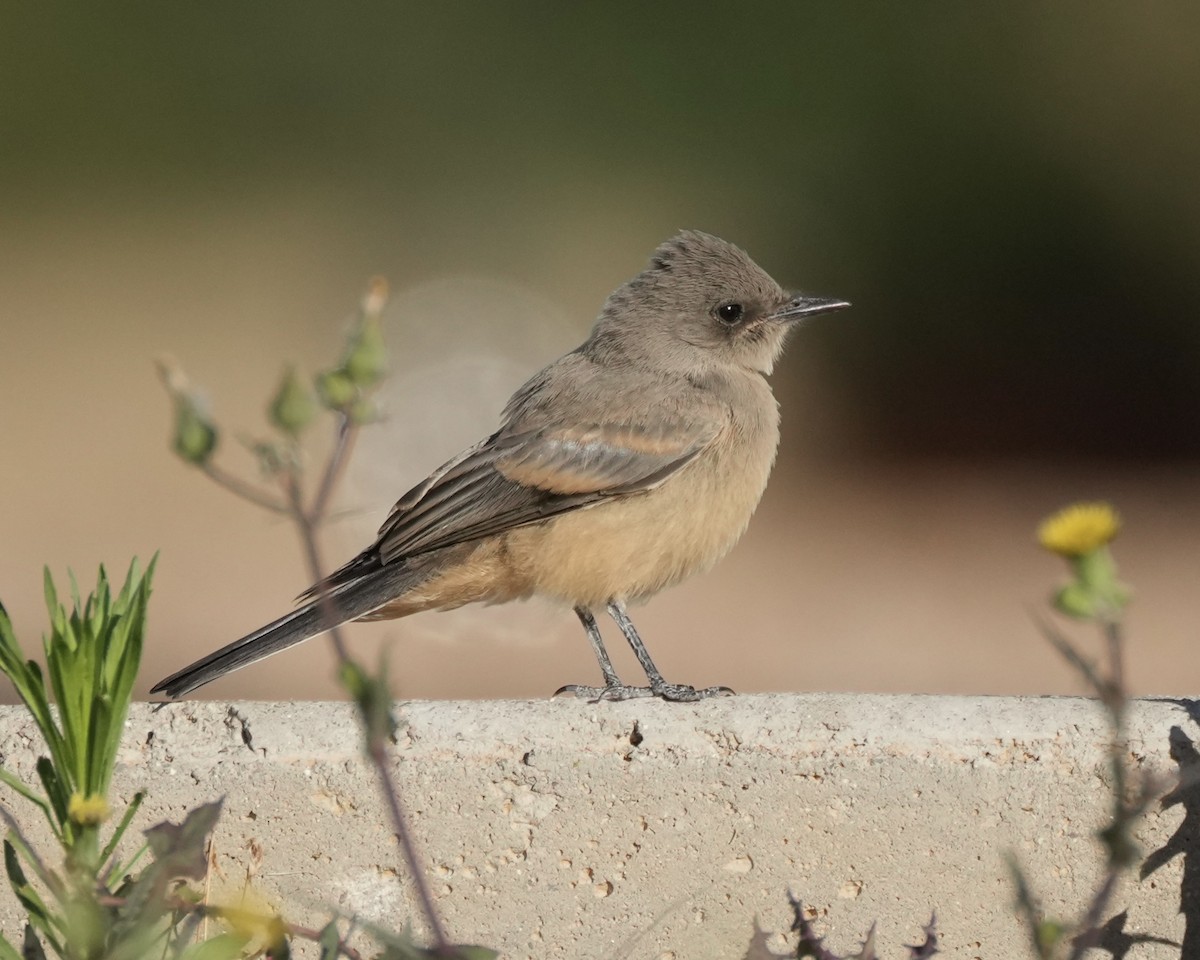 Say's Phoebe - ML580121431