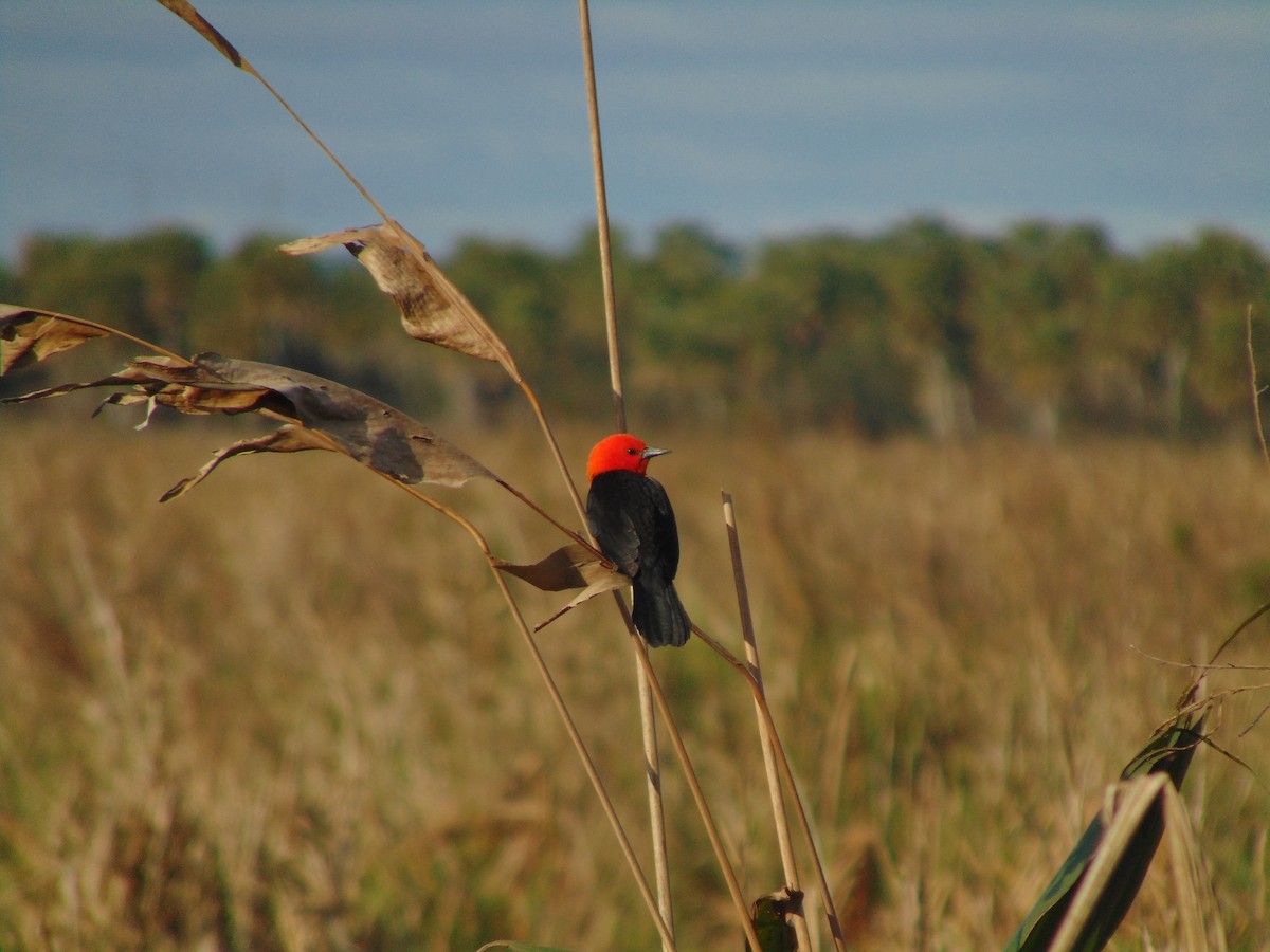 Scarlet-headed Blackbird - ML580121741