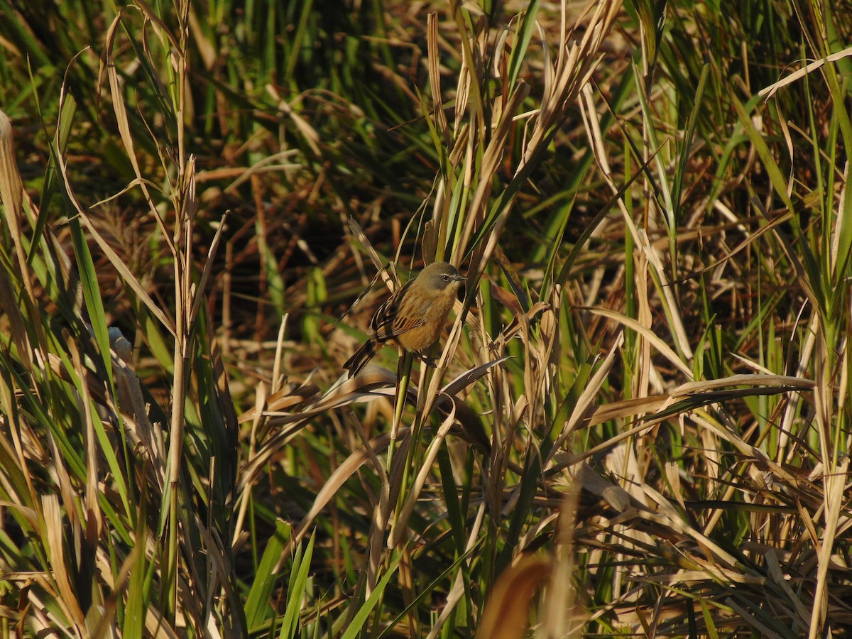 Long-tailed Reed Finch - ML580121921