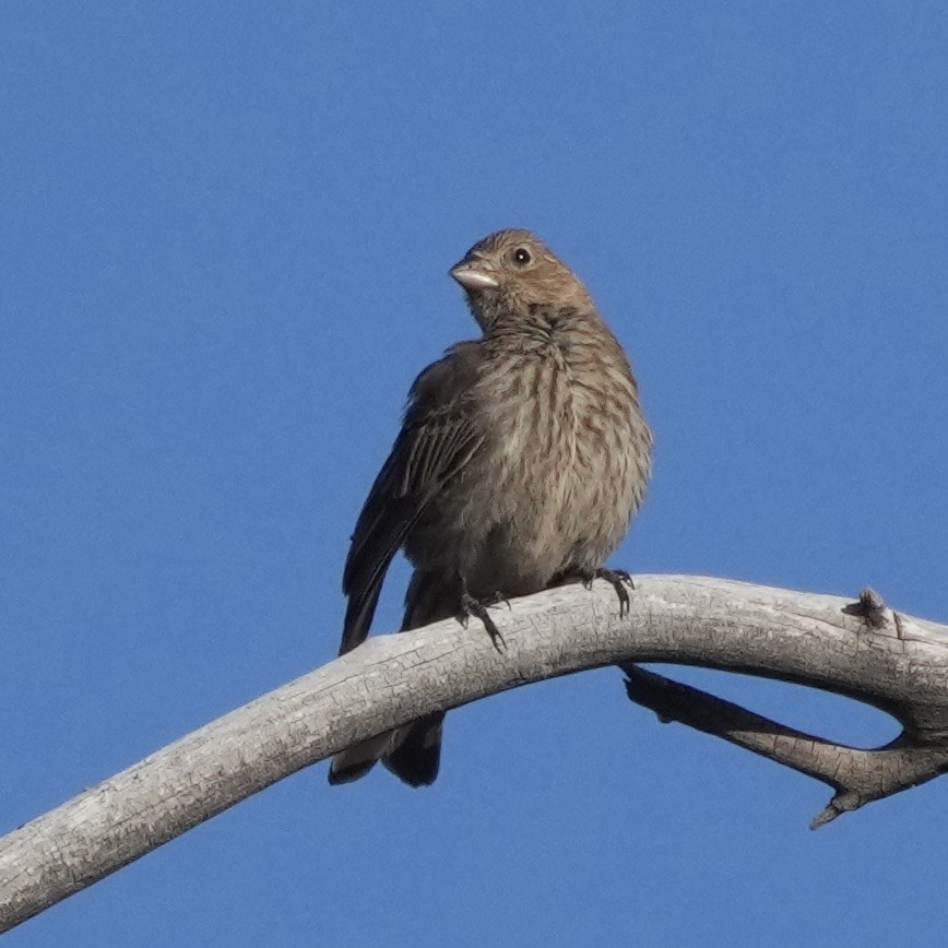 Brown-headed Cowbird - ML580122021