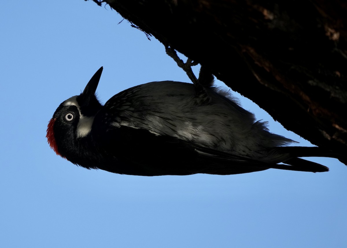 Acorn Woodpecker - ML580122361