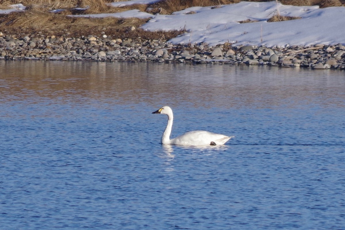 Tundra Swan (Whistling) - ML580123731
