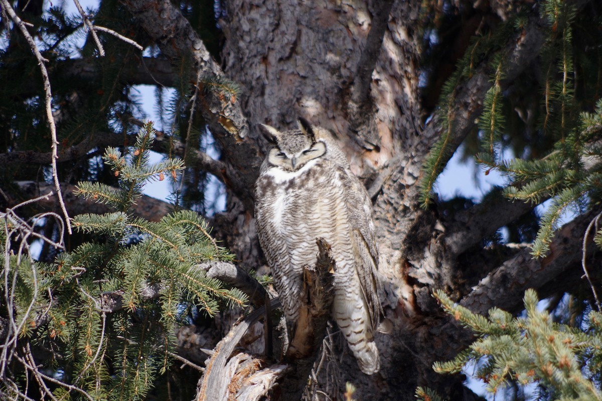Great Horned Owl - ML580124051