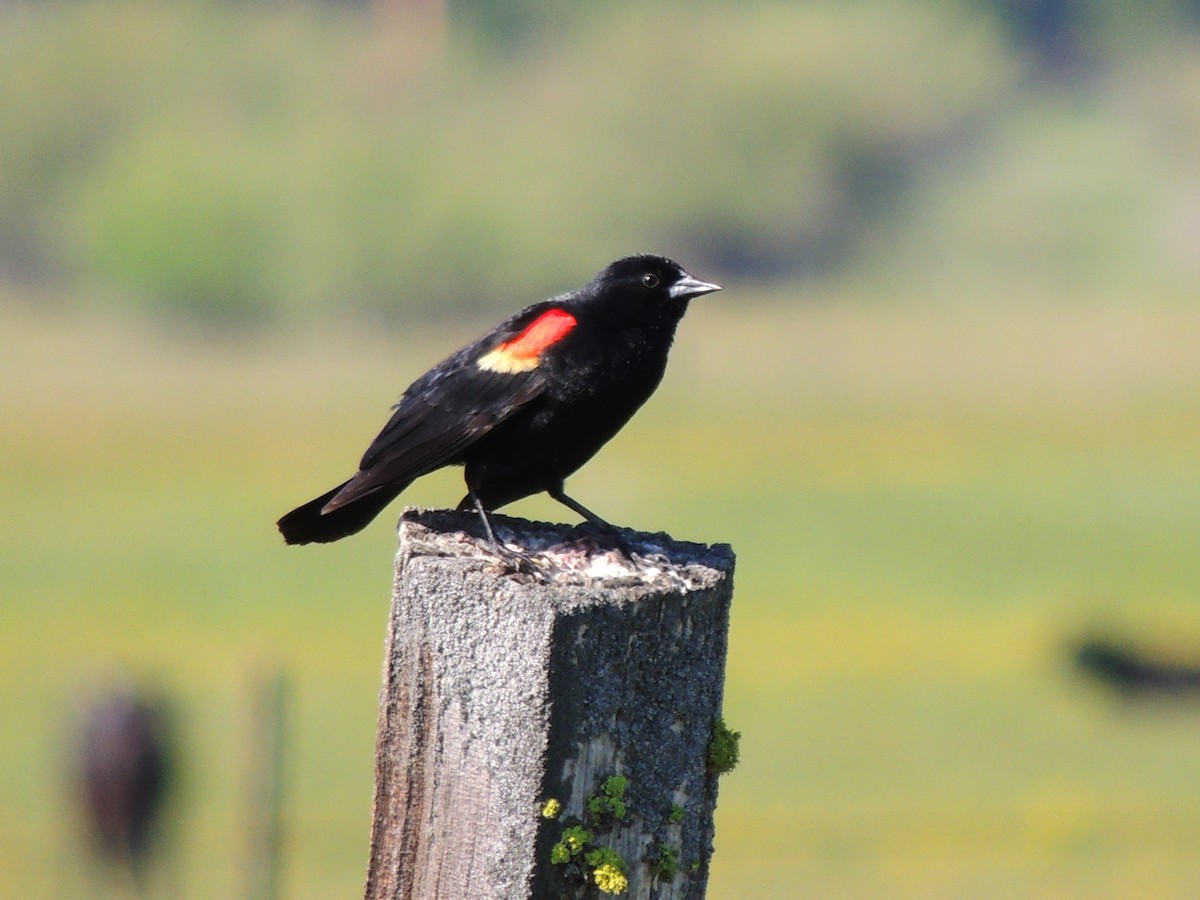 Red-winged Blackbird - ML580124221