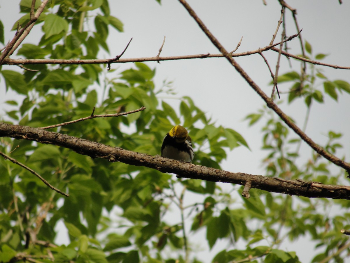 Black-throated Green Warbler - ML58012591