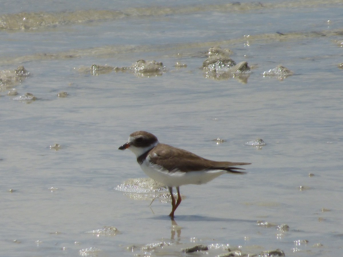 Semipalmated Plover - ML58012691