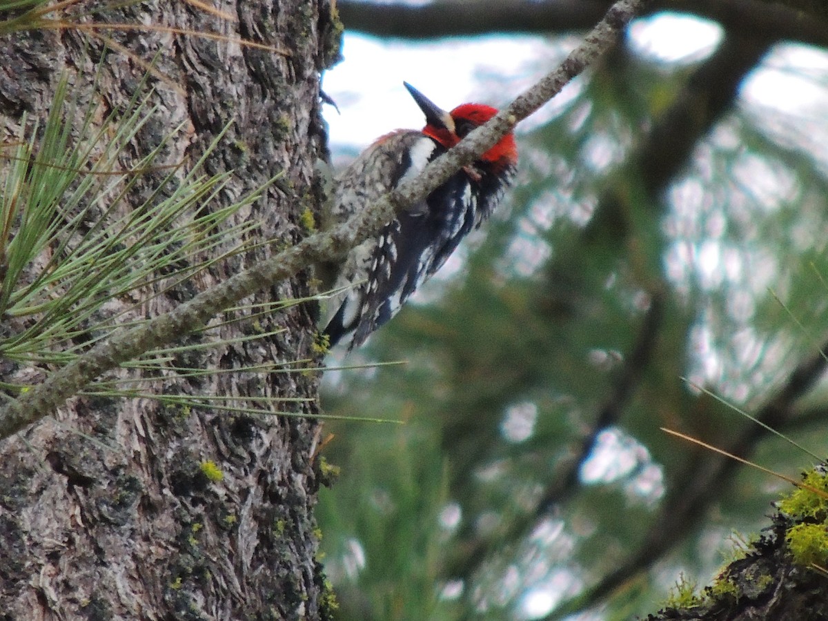 Red-breasted Sapsucker - ML580127181