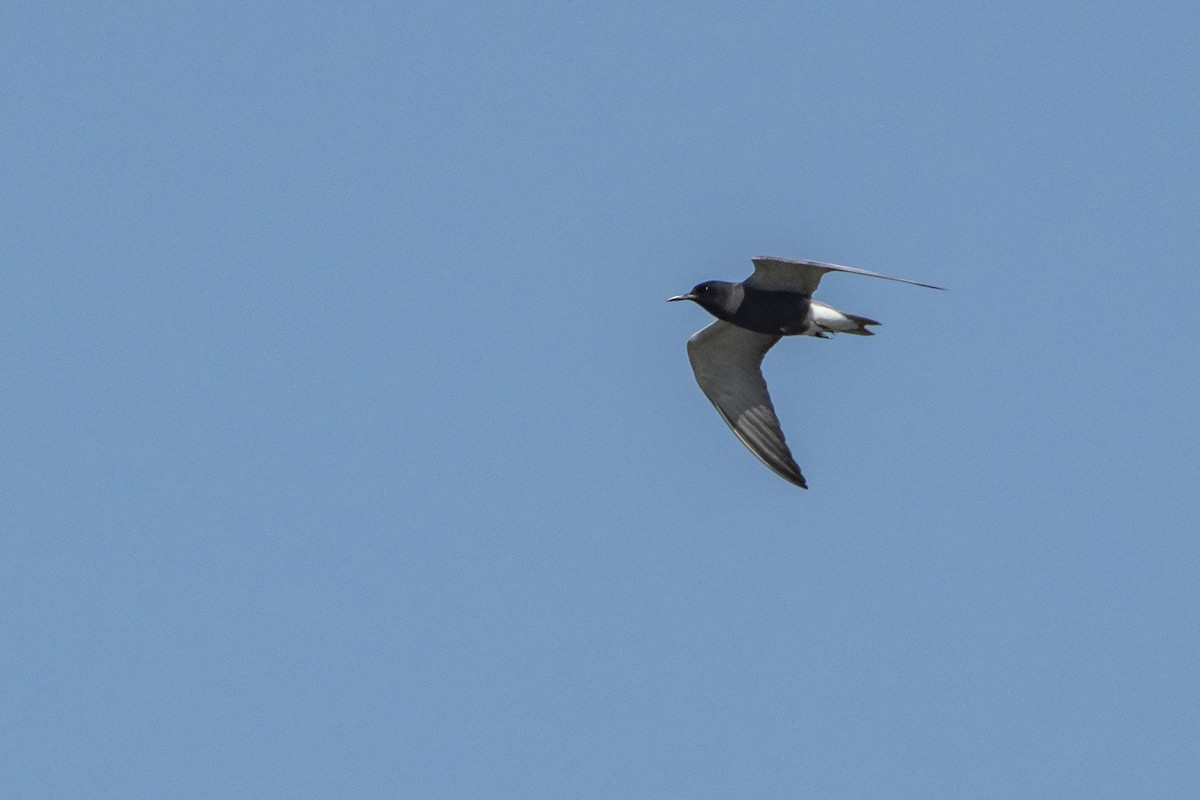 Black Tern - ML580127541
