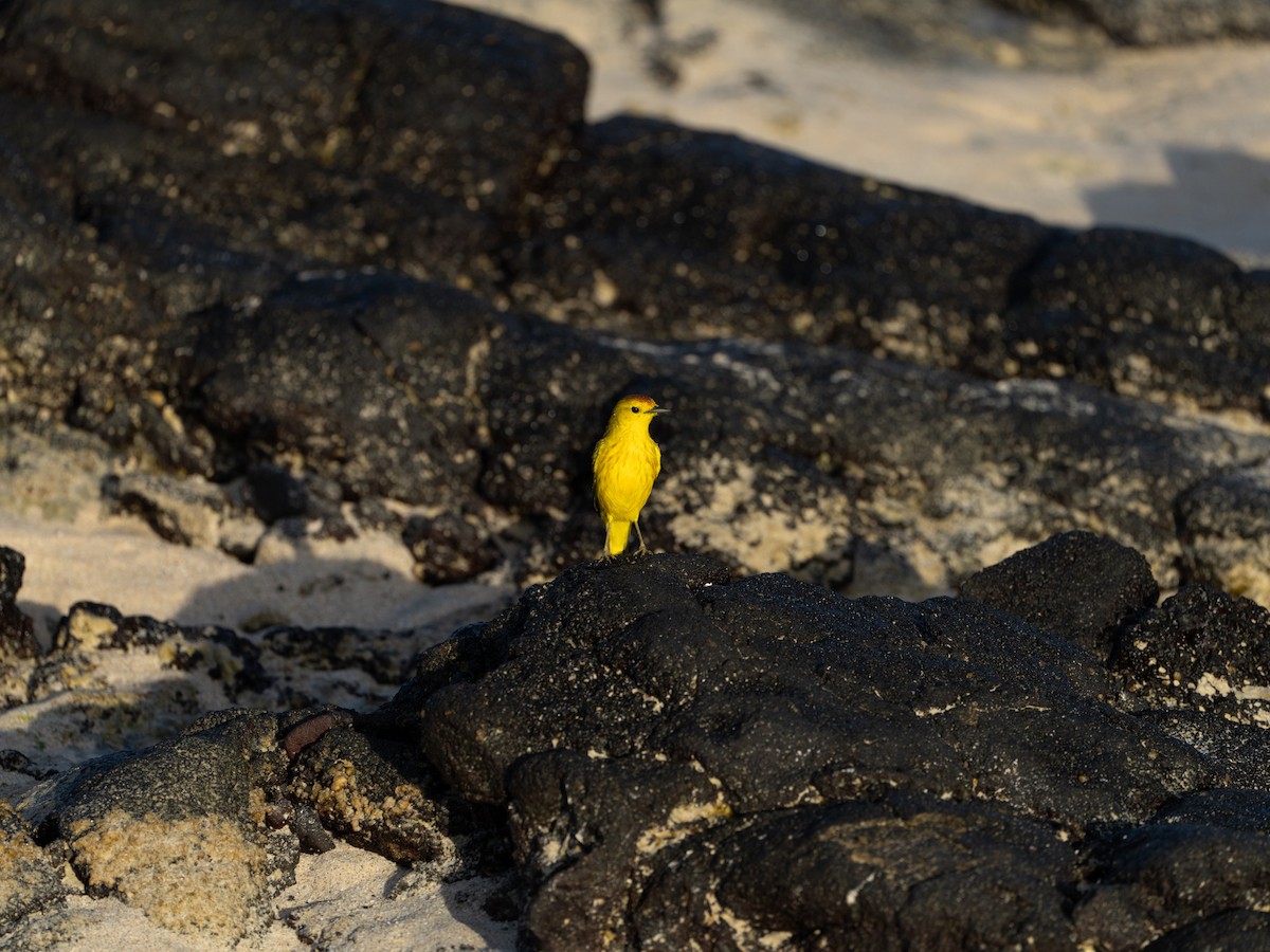 Yellow Warbler (Galapagos) - ML580128431