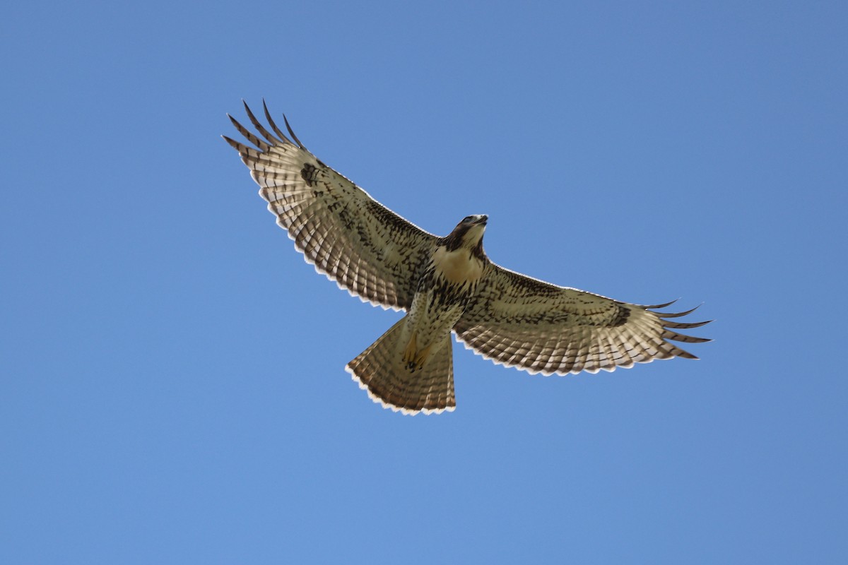 Red-tailed Hawk (umbrinus) - ML580129581