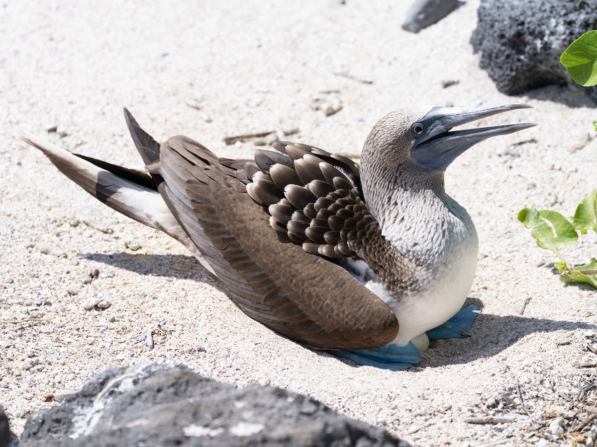Blue-footed Booby - ML580129641