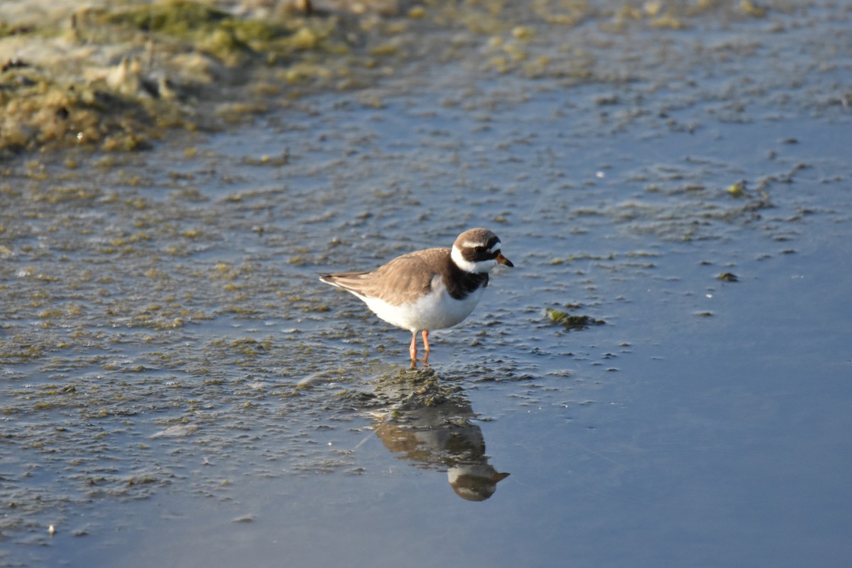 Common Ringed Plover - ML580130471