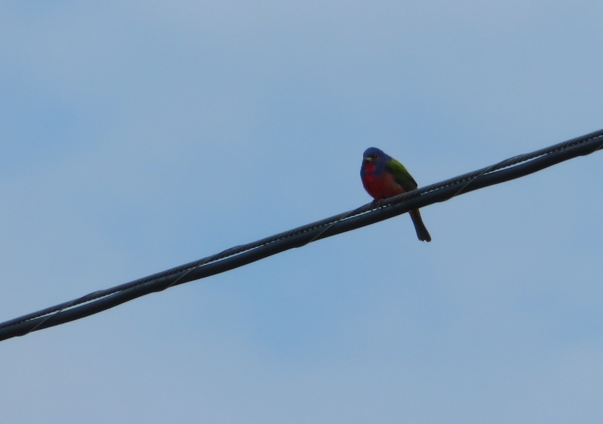 Painted Bunting - ML580130551