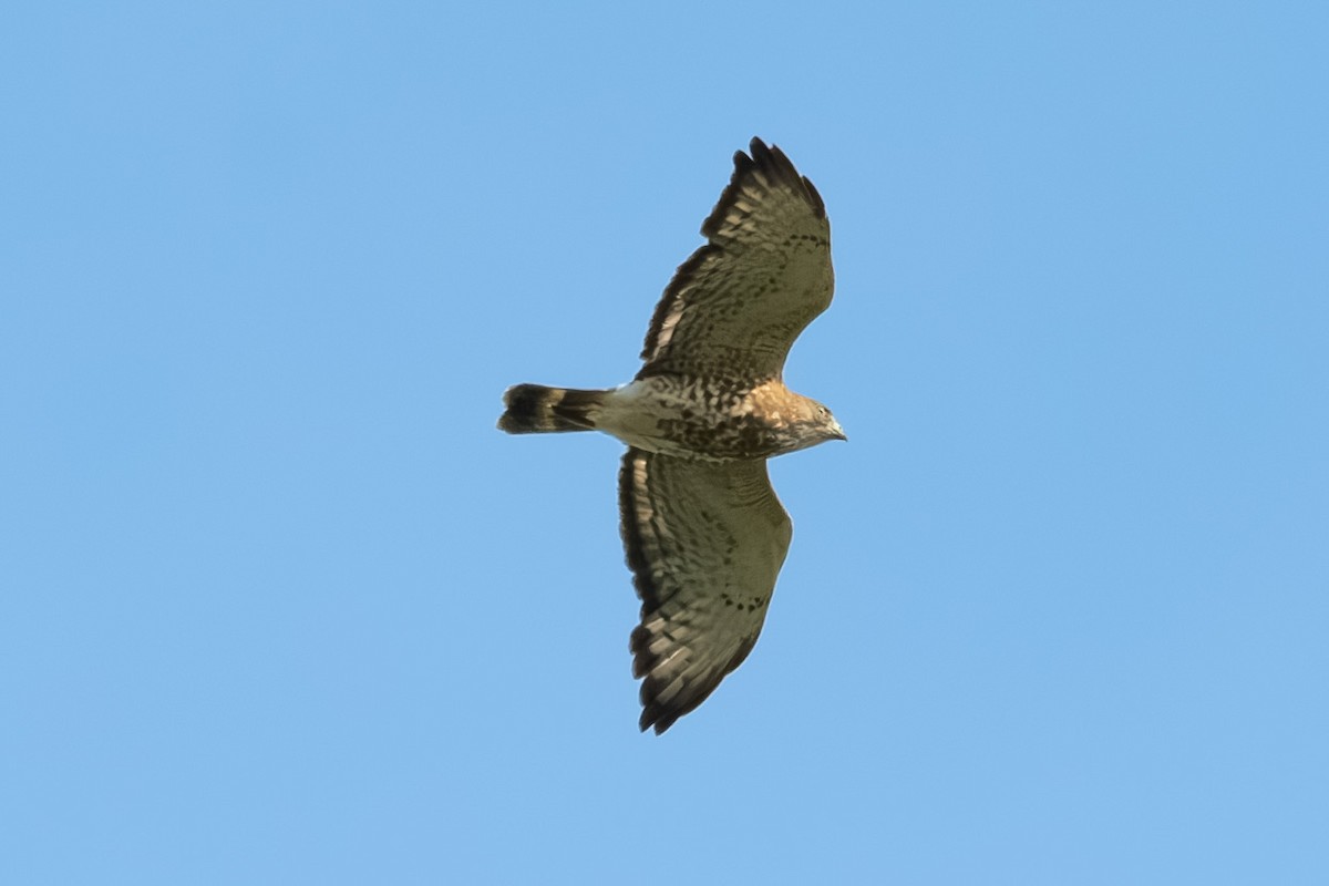 Broad-winged Hawk - ML580132391