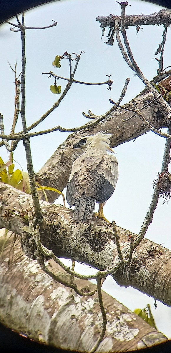 Harpy Eagle - Erick Barbato