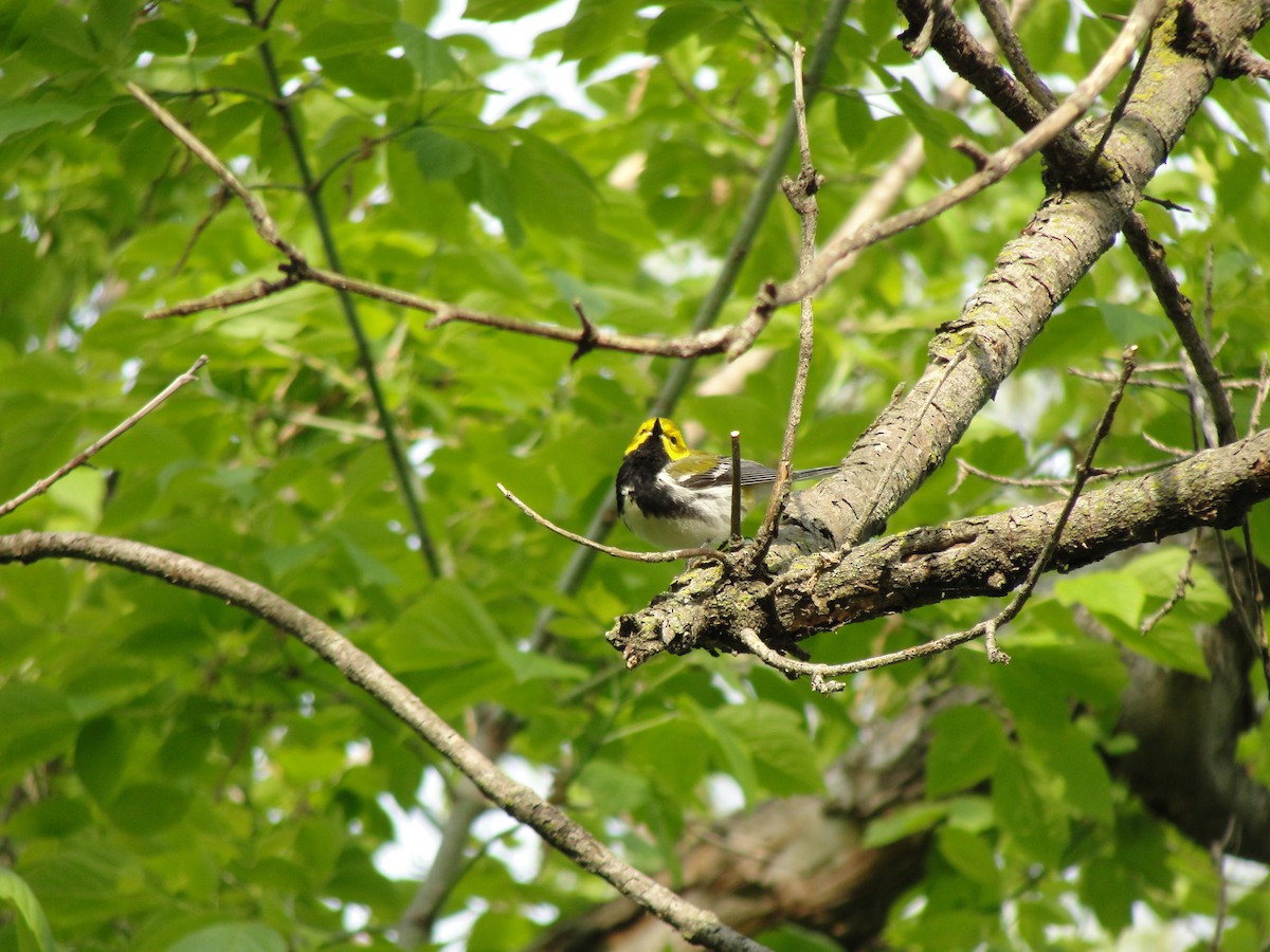 Black-throated Green Warbler - ML58013281