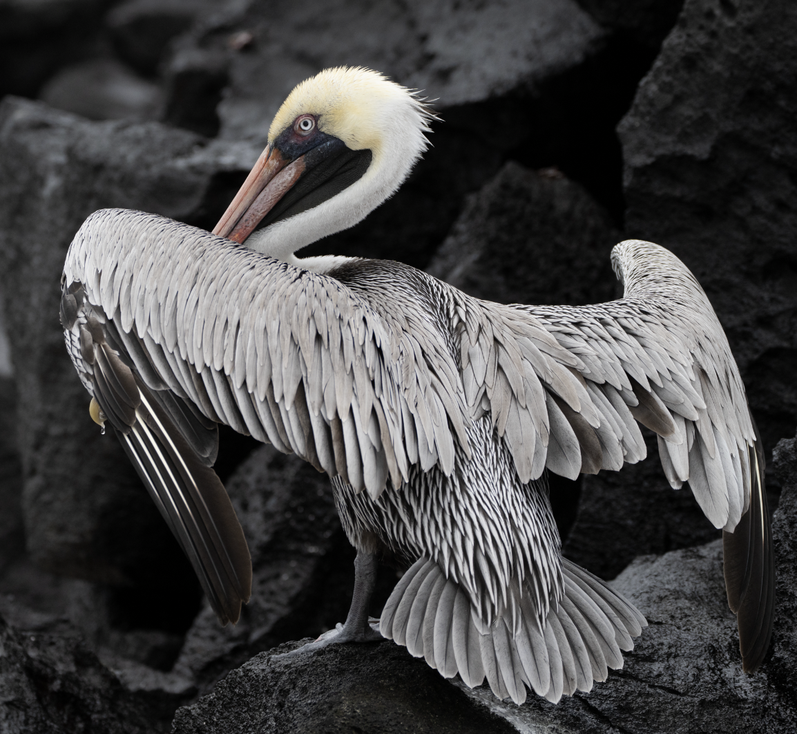 Brown Pelican (Galapagos) - ML580135881