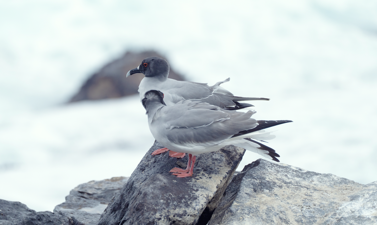 Swallow-tailed Gull - ML580135951