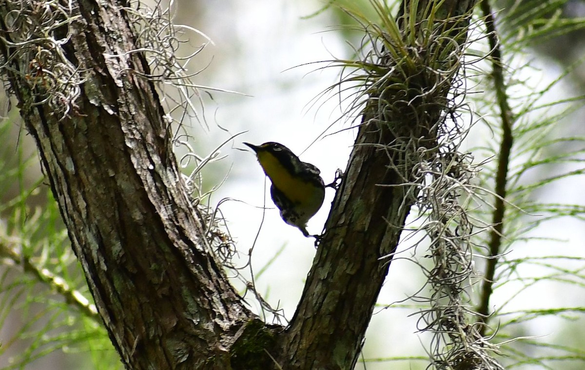 Yellow-throated Warbler - ML580136231