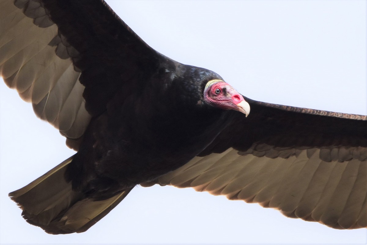 Turkey Vulture (Tropical) - ML580147731