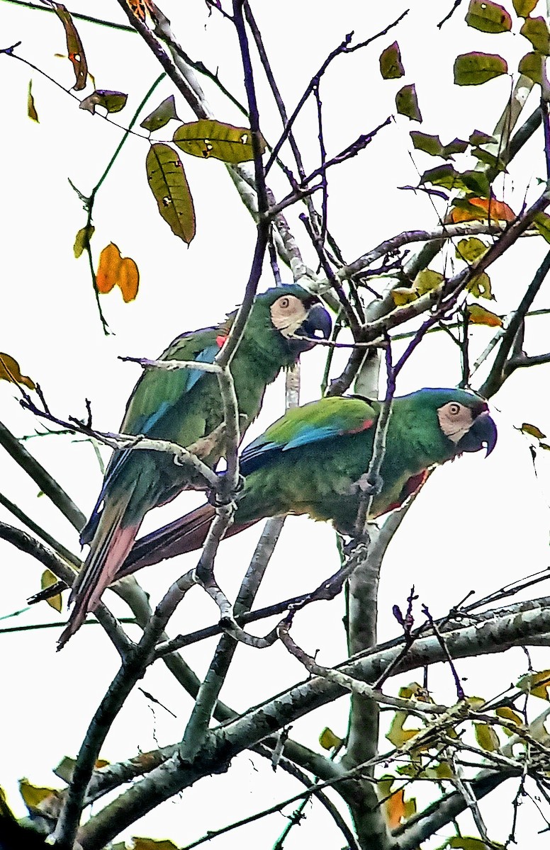 Chestnut-fronted Macaw - ML580149721