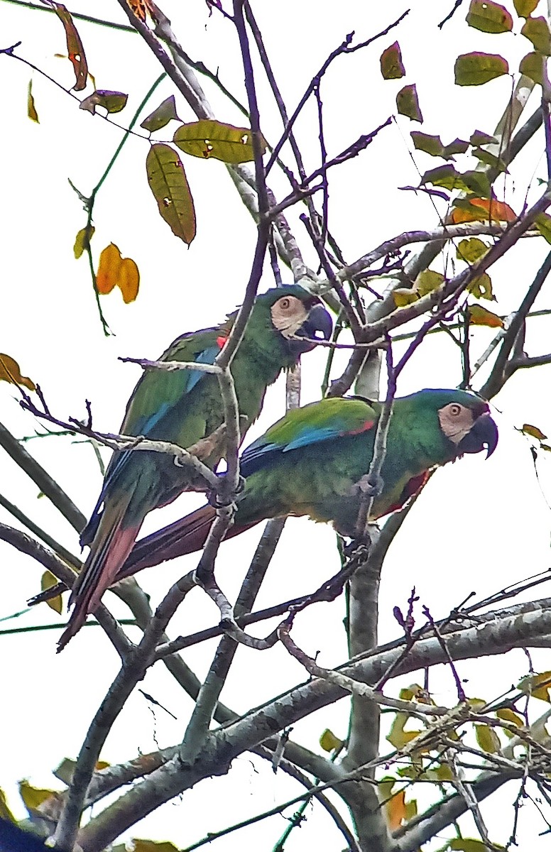 Chestnut-fronted Macaw - ML580149731