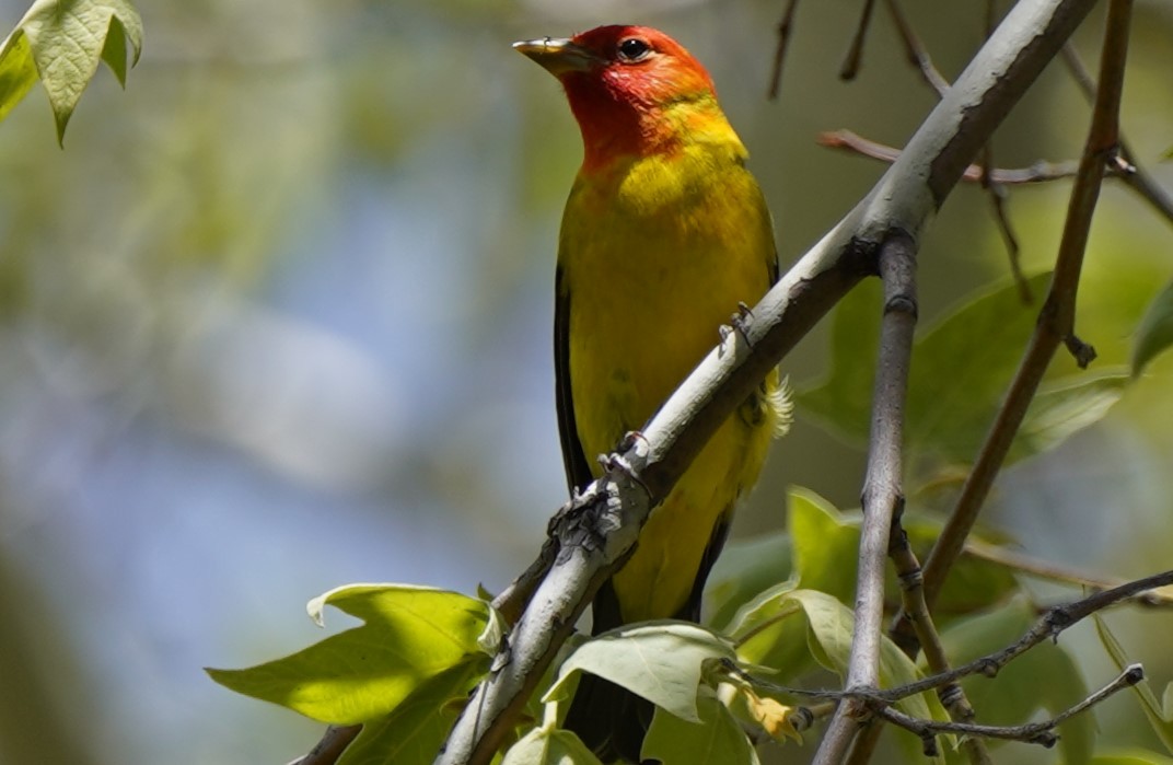 Western Tanager - ML580154991