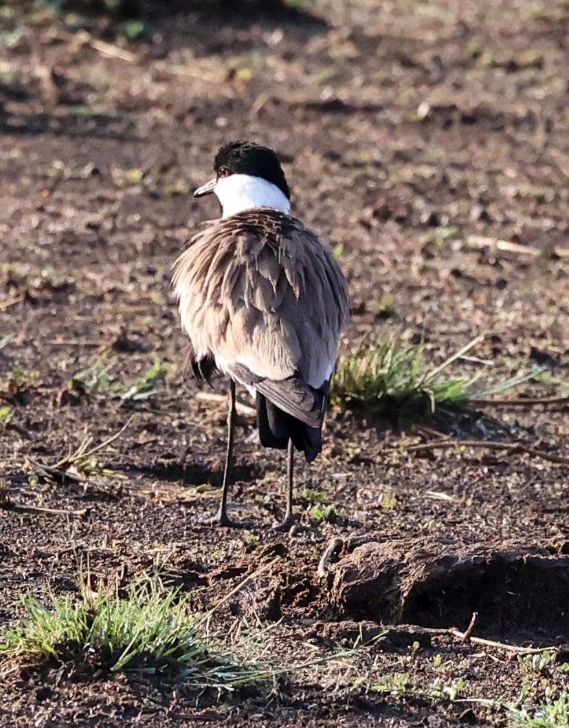 Spur-winged Lapwing - ML580155211