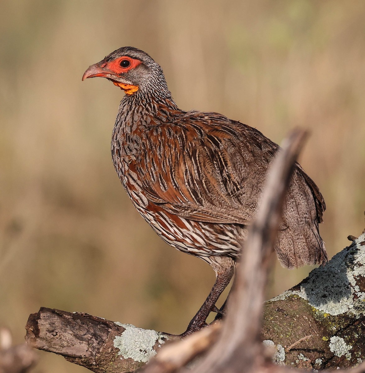 Gray-breasted Spurfowl - ML580155531