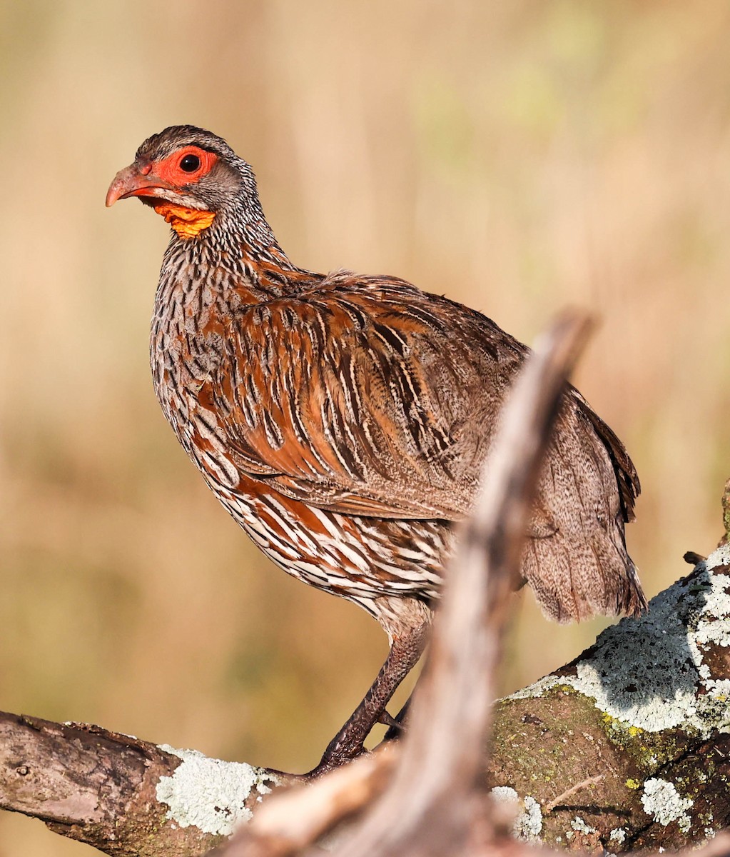 Gray-breasted Spurfowl - ML580155541