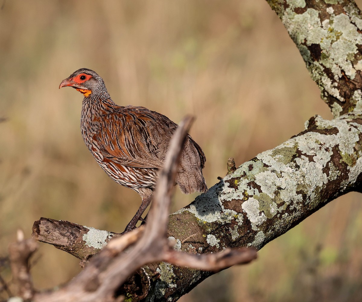 Gray-breasted Spurfowl - ML580155551