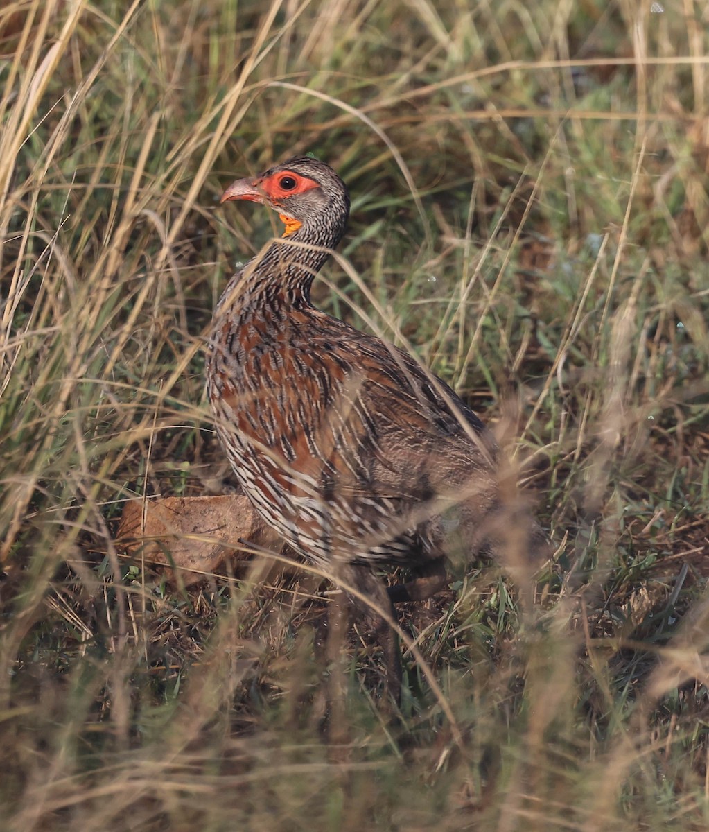 Gray-breasted Spurfowl - ML580155571