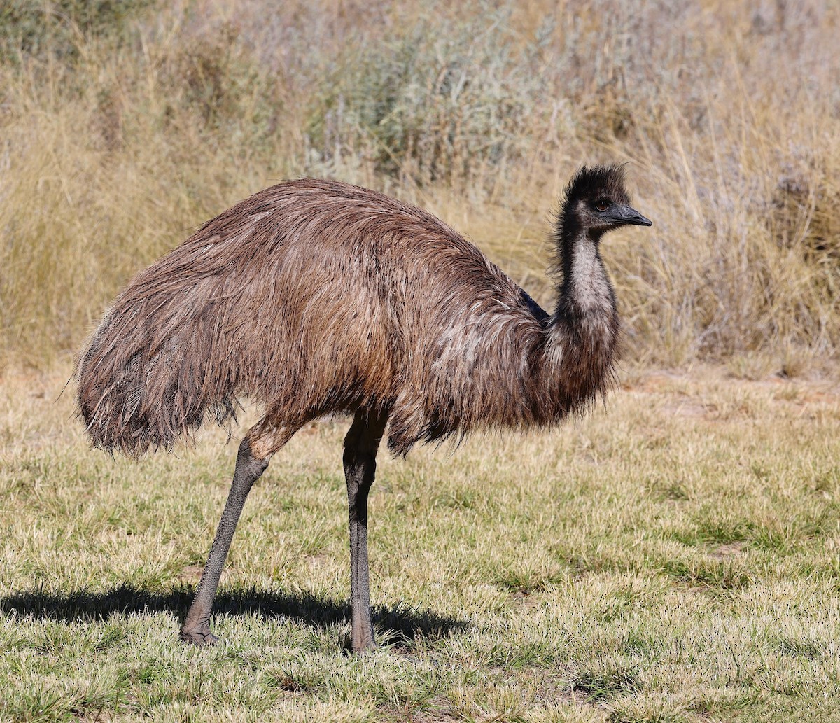 emu hnědý - ML580155701