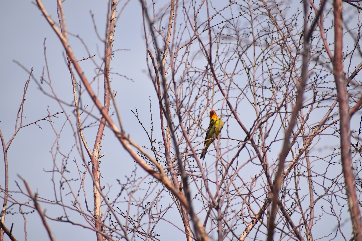 Western Tanager - ML580156521