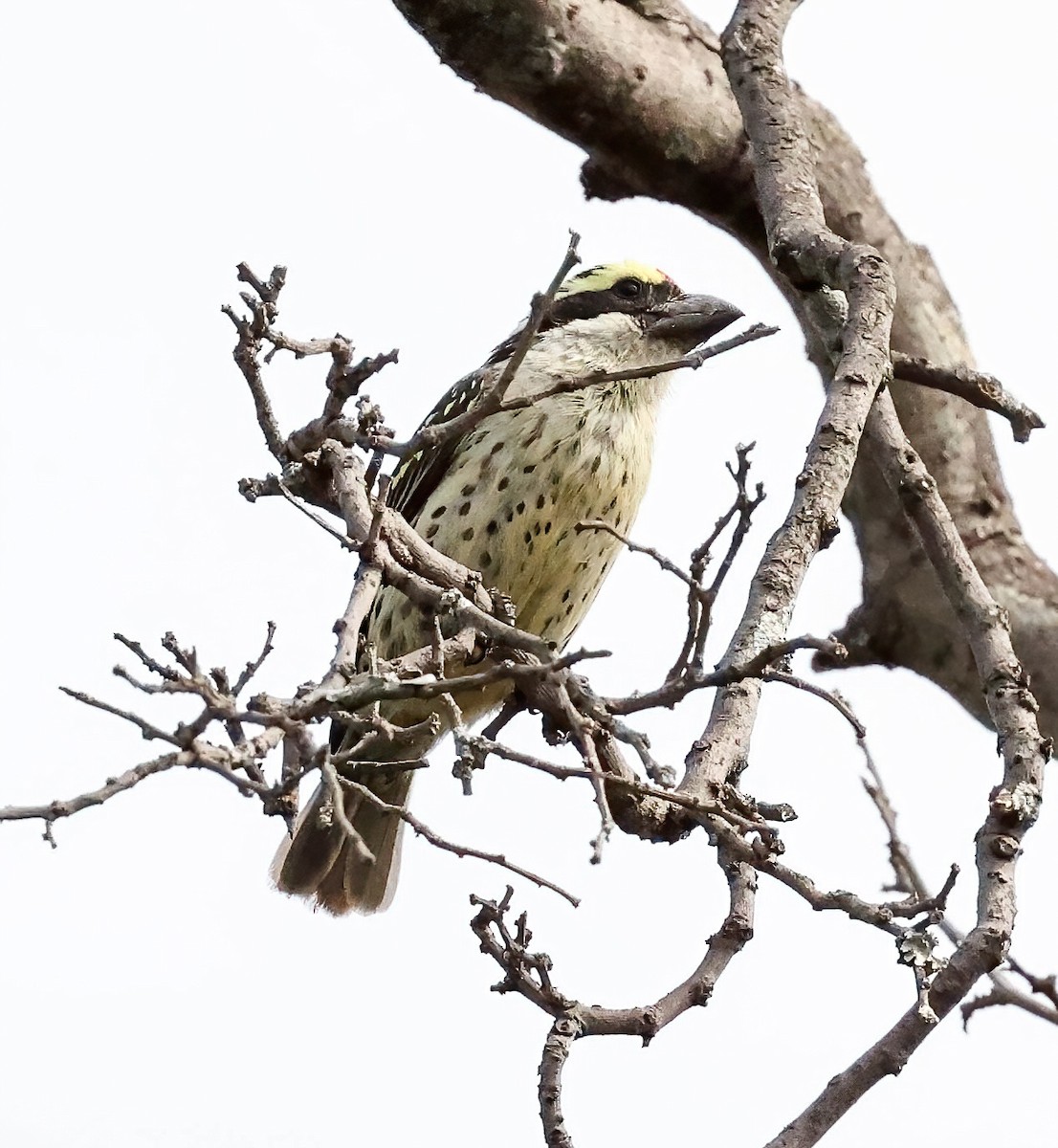 Red-fronted Barbet - ML580157451