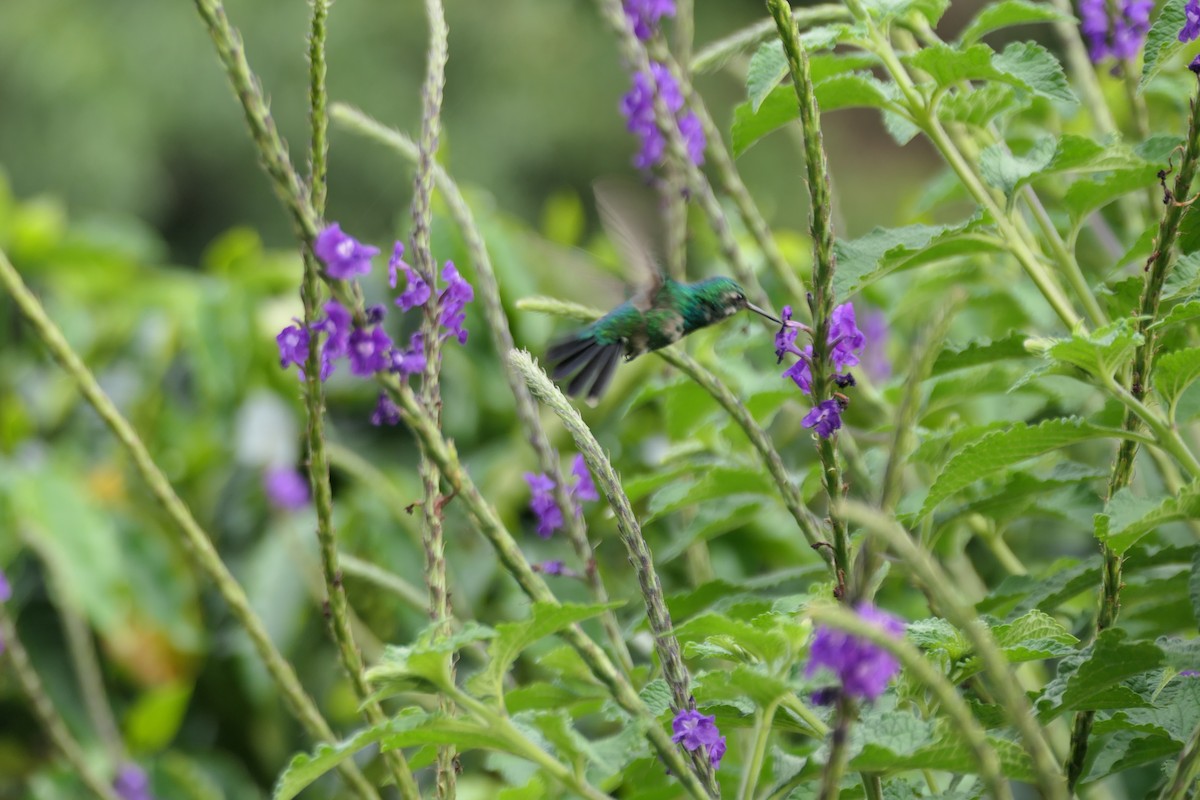 Green-crowned Brilliant - ML580159681